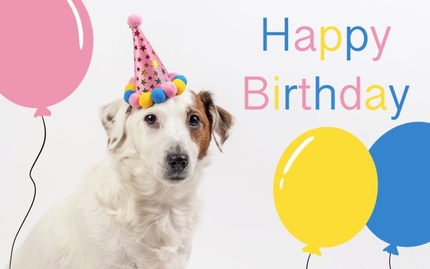 狗在假日帽白色背景与襟翼。图片下载