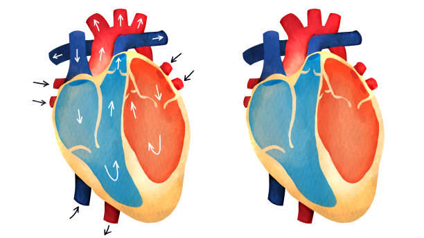 心脏的循环结构图片下载