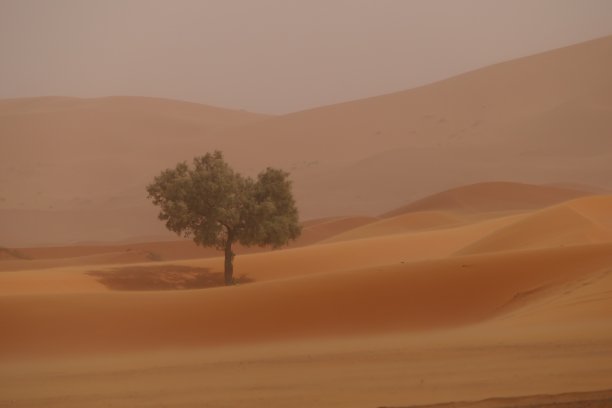 Merzouga的一棵树图片下载