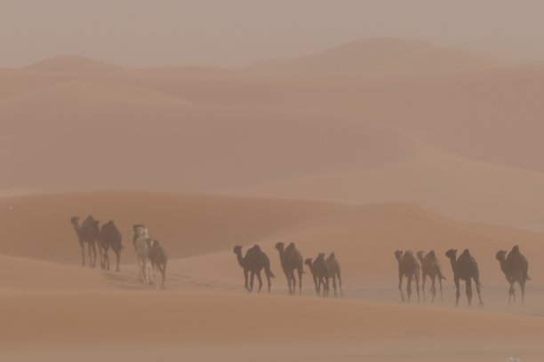 Merzouga的骆驼图片下载