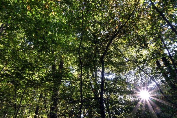 夏秋时节，在一片绿色的田园诗般的森林里，阳光透过无数树木茂密的枝叶，形成星形图片下载