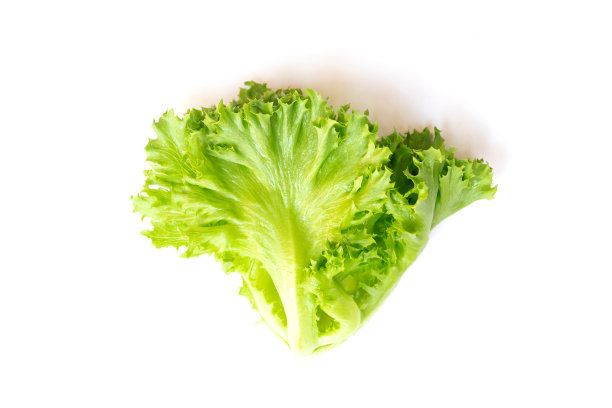 新鲜的绿色冰山片叶孤立在白色背景上。图片下载