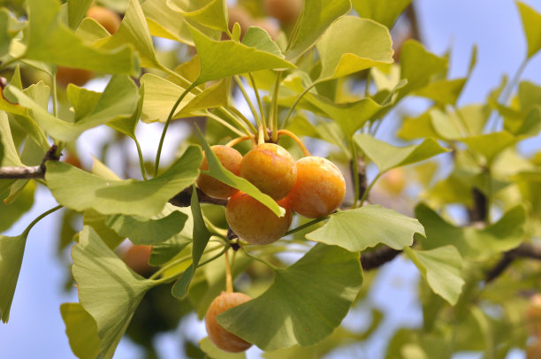 银杏树图片下载