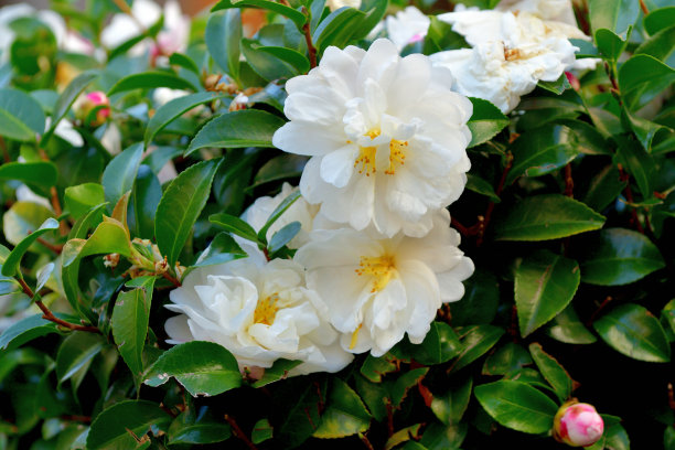 山茶花盛开图片下载