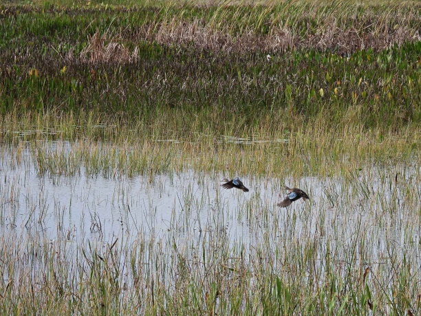 飞行中的蓝翼鸭(蓝翅鸭)图片下载