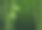 森林里的竹植物插图图片下载