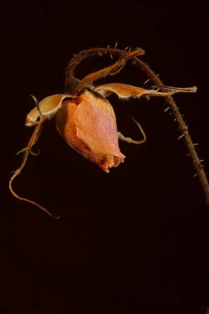 美丽的背景与粉红色干玫瑰图片下载