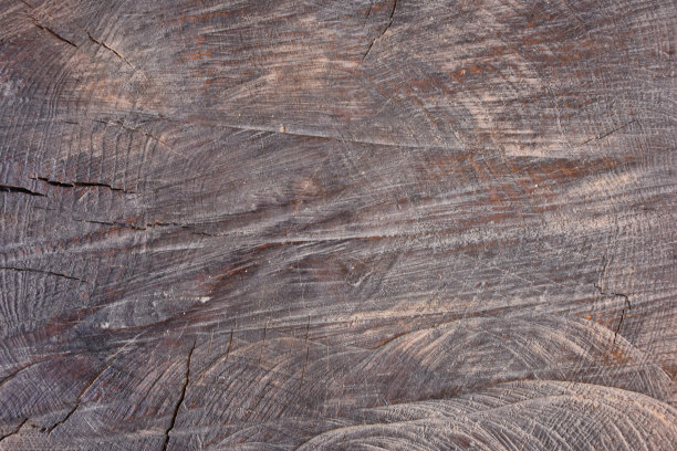 一个非常古老的橄榄树树桩。在地上可以看到树的年龄范围图片下载