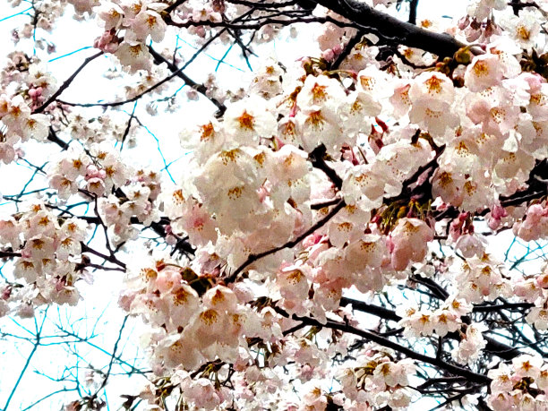 2021年樱花盛开图片下载