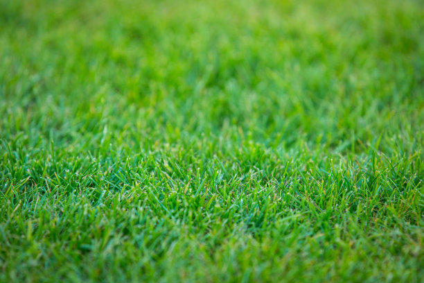 绿色的草地纹理背景。绿色的草坪。后院作为背景。草质地。绿色草坪桌面图片，公园草坪图片下载