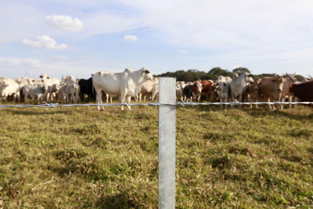 农场的新铁丝网栅栏，背景是牛。巴西图片下载