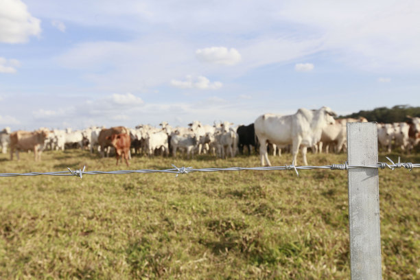 农场的新铁丝网栅栏，背景是牛。巴西图片下载