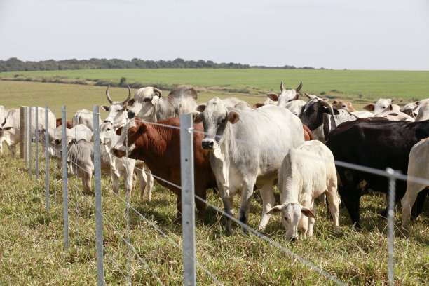 农场的新铁丝网栅栏，背景是牛。巴西图片下载