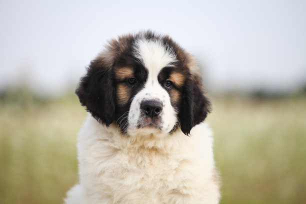 莫斯科警犬幼犬图片下载