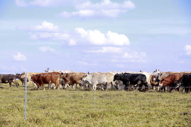 农场的新铁丝网栅栏，背景是牛。巴西图片下载