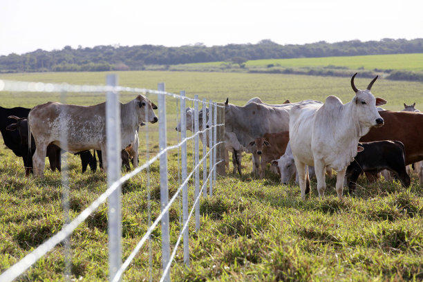农场的新铁丝网栅栏，背景是牛。巴西图片下载