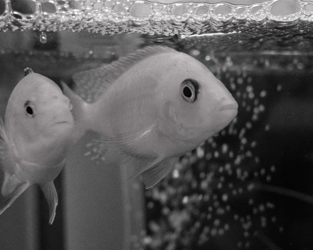 鱼缸里可爱的鱼图片下载