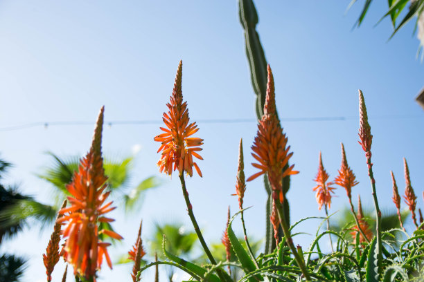 盛开的芦荟植物图片下载