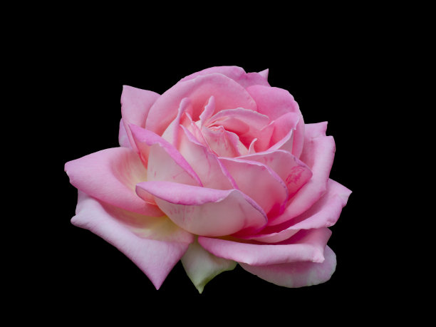 粉红色的玫瑰孤立在黑色的背景上图片下载