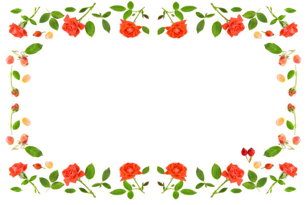 玫瑰的花、花瓣和花蕾孤立在白色的背景上。模式。漂亮的框架与空白的祝贺文字。图片下载