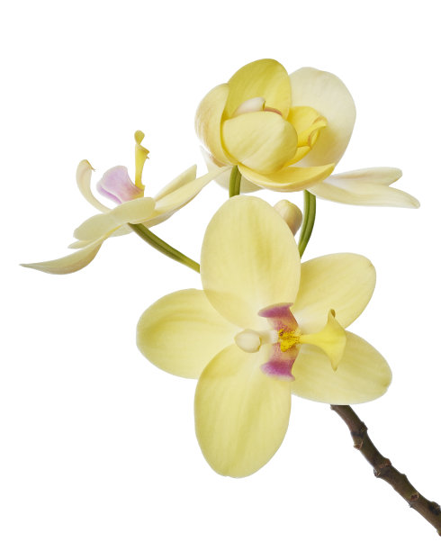 黄兰，菲律宾地兰，热带花孤立在白色背景，有修剪路径图片下载