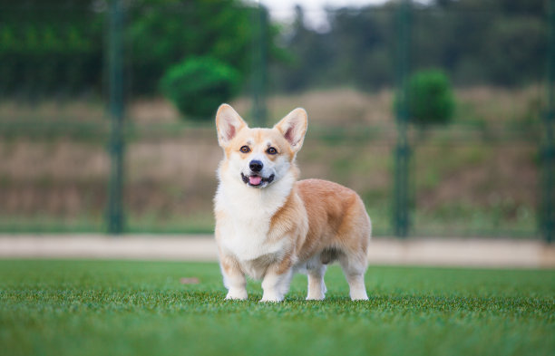 公园里的威尔士柯基彭布罗克图片下载