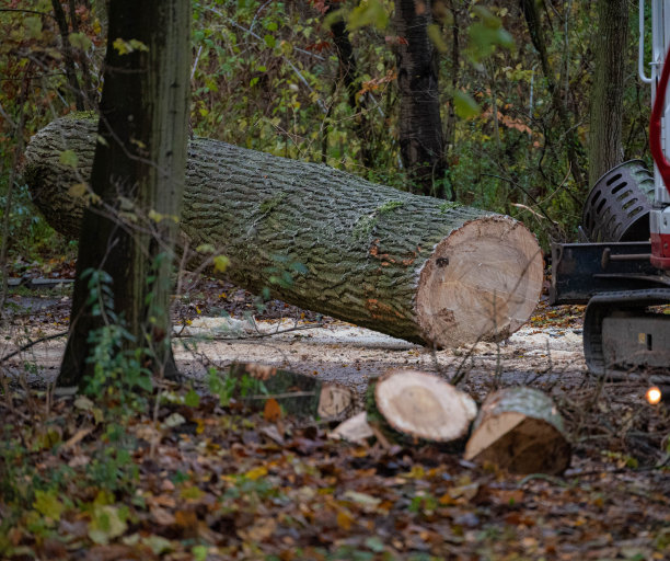 园林绿化公园服务从树林中清除公园的树桩图片下载