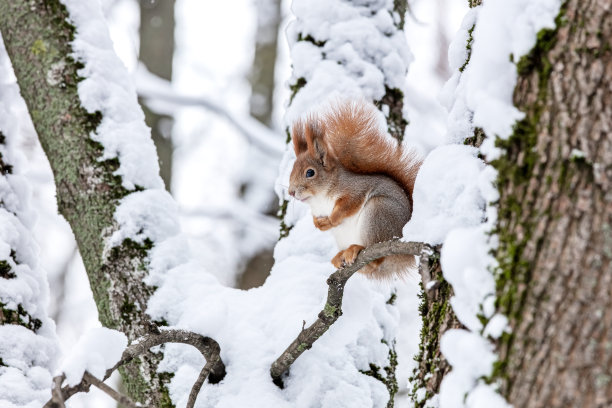 红松鼠坐在冬天雪林里的树上图片下载