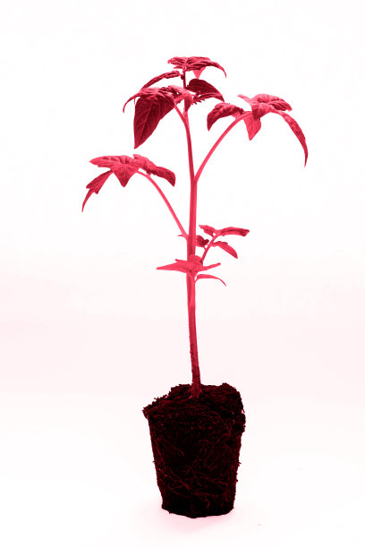 特写西红柿幼苗在viva品红新潮的颜色图片下载