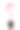 特写西红柿幼苗在viva品红新潮的颜色图片下载