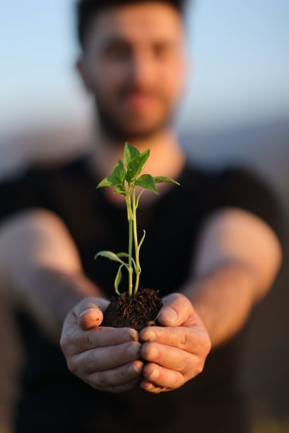 在树苗的手中生长。图片下载
