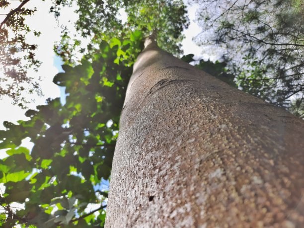 大的树木。图片下载