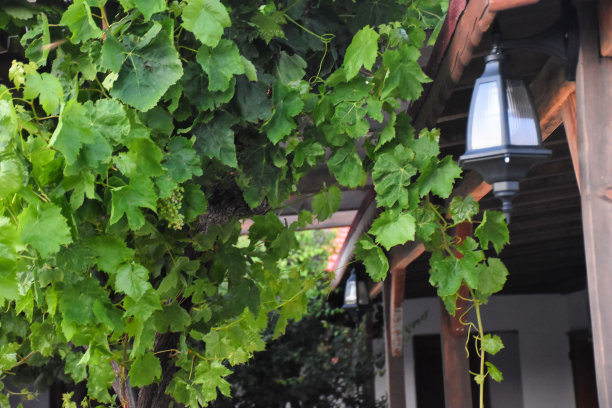 院子里的一户人家，屋顶上挂着绿藤和路灯图片下载