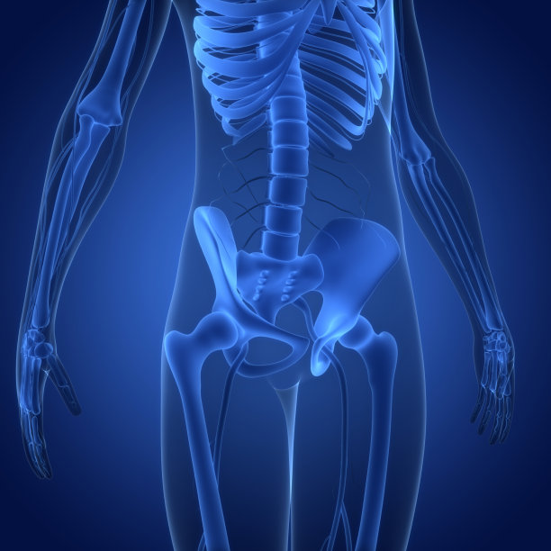 人体骨骼系统骨关节解剖学图片下载