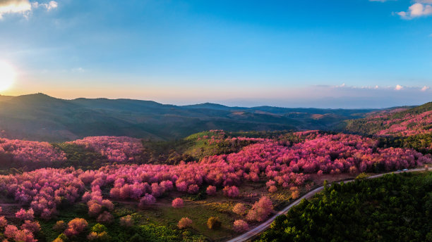 粉红色的樱花在phu lom lo，泰国。图片下载