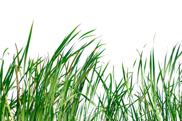 长绿草和芦苇孤立的白色背景与复制空间。图片下载