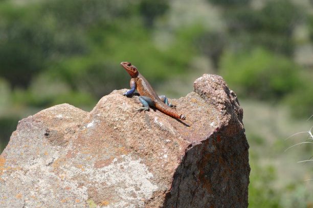 肯尼亚狩猎图片下载
