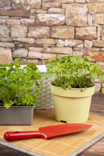 园艺-厨房药草-罗勒和欧芹-准备在阳台的盒子里种植图片下载
