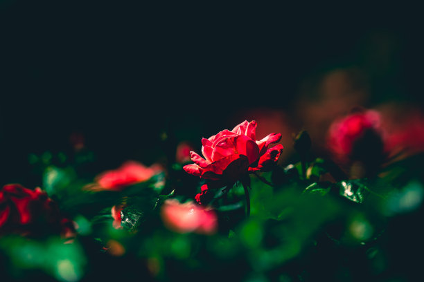 黑色背景上的粉红色和白色玫瑰的忧郁编辑图片下载