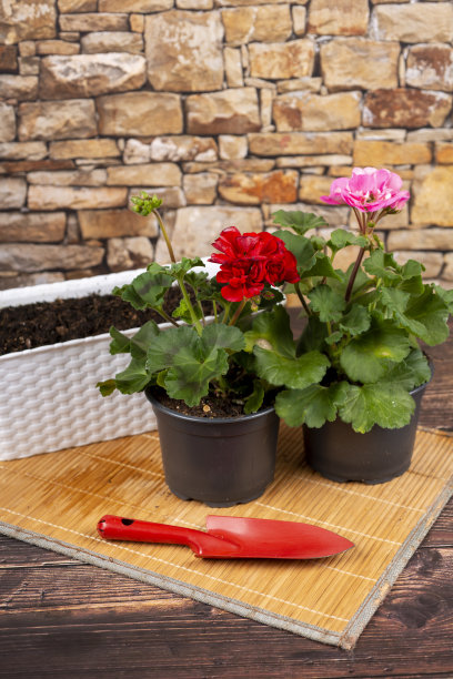 园艺-秋海棠准备在阳台的盒子里种植图片下载