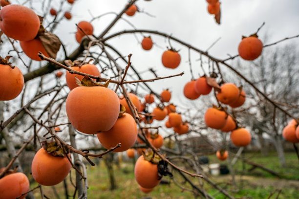 树上的日本苹果图片下载