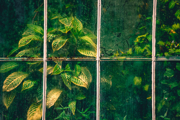 模糊窗口视图花园背景图片下载