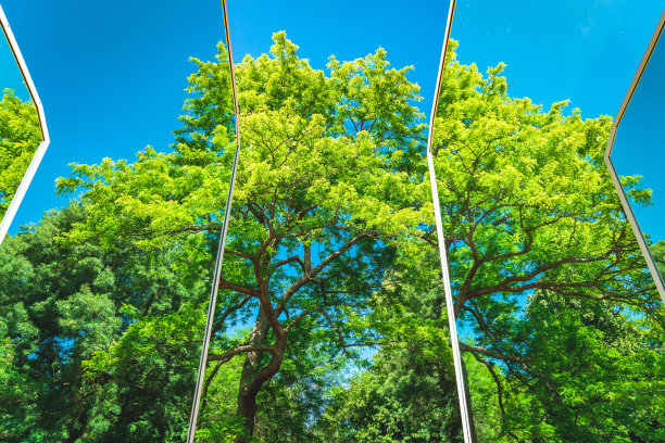 树木的倒影图片下载