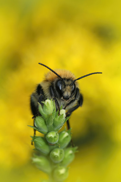 竖版棕色带状卡片蜂（Bombus pascuorum）在黄色模糊背景上的特写图片下载