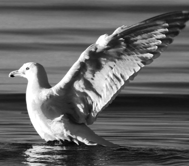 海鸥鲱鱼图片下载