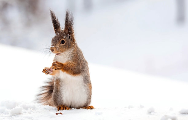 冬天。一只毛茸茸的松鼠的肖像与坚果在它的爪子。沙皇城市公园里的松鼠。冬天喂动物。图片下载