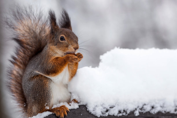 冬天。一只毛茸茸的松鼠的肖像与坚果在它的爪子。沙皇城市公园里的松鼠。冬天喂动物。图片下载