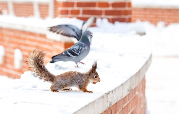冬天。一只毛茸茸的松鼠的肖像与坚果在它的爪子。沙皇城市公园里的松鼠。冬天喂动物。图片下载
