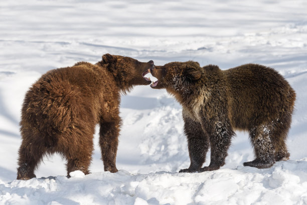 野生两只成年棕熊(Ursus Arctos)在冬天的森林里打架。危险动物在自然栖息地图片下载