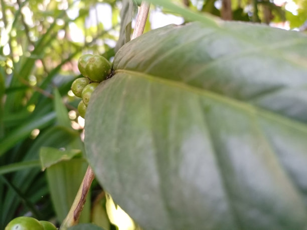 鲜绿咖啡豆图片下载